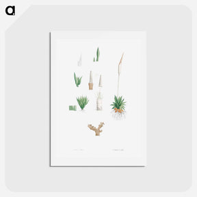 アートポストカード-Botanical roots and leaves - ピエール ジョゼフ ルドゥーテ Postcard.