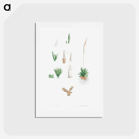 アートポストカード-Botanical roots and leaves - ピエール ジョゼフ ルドゥーテ Postcard.