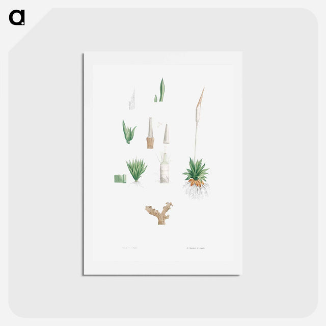 アートポストカード-Botanical roots and leaves - ピエール ジョゼフ ルドゥーテ Postcard.
