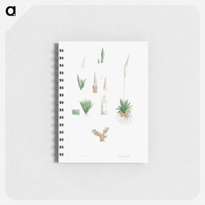 アートメモ帳-Botanical roots and leaves - ピエール ジョゼフ ルドゥーテ Memo.
