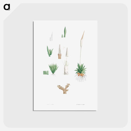 アートポストカード-Botanical roots and leaves - ピエール ジョゼフ ルドゥーテ Postcard.
