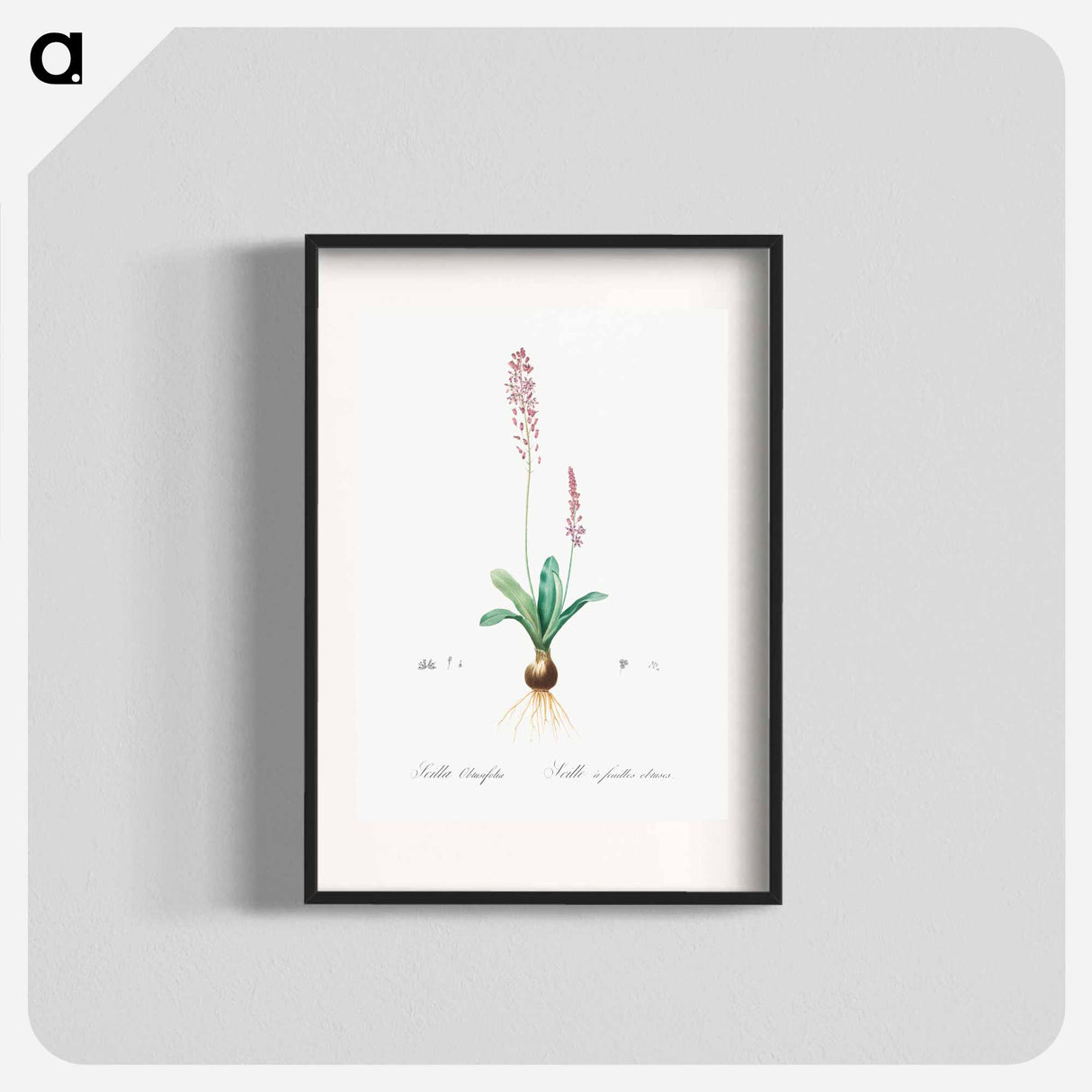 Scilla obtusifolia illustration from Les liliacées - Pierre-Joseph Redouté Poster.