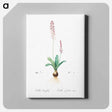 アートパネル-Scilla obtusifolia illustration from Les liliacées - ピエール ジョゼフ ルドゥーテ Canvas.