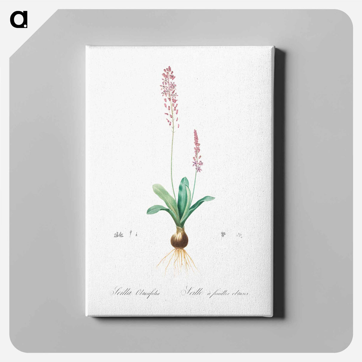 アートパネル-Scilla obtusifolia illustration from Les liliacées - ピエール ジョゼフ ルドゥーテ Canvas.
