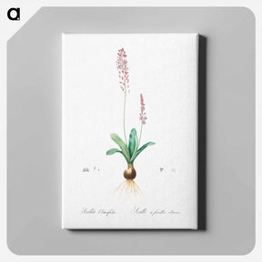 アートパネル-Scilla obtusifolia illustration from Les liliacées - ピエール ジョゼフ ルドゥーテ Canvas.