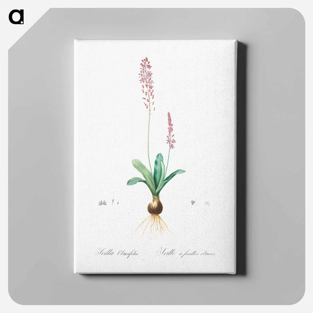 アートパネル-Scilla obtusifolia illustration from Les liliacées - ピエール ジョゼフ ルドゥーテ Canvas.