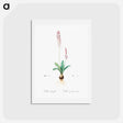 アートポストカード-Scilla obtusifolia illustration from Les liliacées - ピエール ジョゼフ ルドゥーテ Postcard.