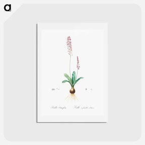 アートポストカード-Scilla obtusifolia illustration from Les liliacées - ピエール ジョゼフ ルドゥーテ Postcard.