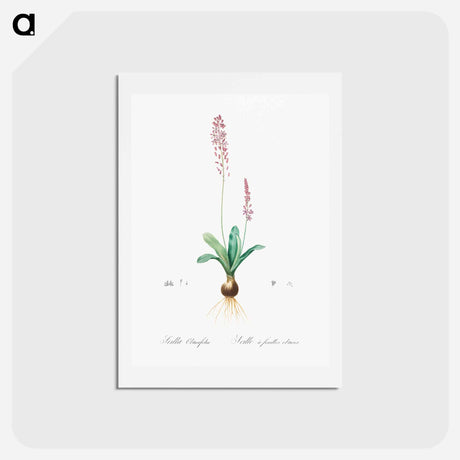 アートポストカード-Scilla obtusifolia illustration from Les liliacées - ピエール ジョゼフ ルドゥーテ Postcard.