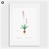 Scilla obtusifolia illustration from Les liliacées - Pierre-Joseph Redouté Poster.