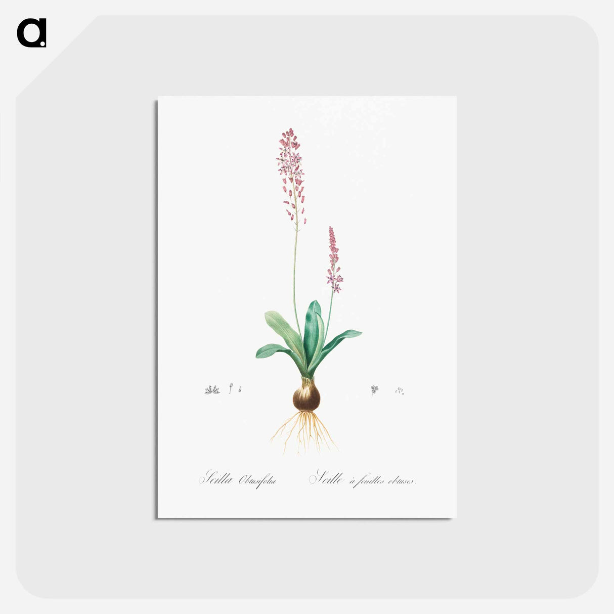 アートポストカード-Scilla obtusifolia illustration from Les liliacées - ピエール ジョゼフ ルドゥーテ Postcard.