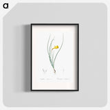 Daffodil illustration - Pierre Joseph Redouté Poster.