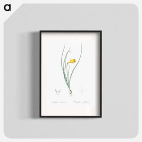 アートポスター-Daffodil illustration - ピエール ジョゼフ ルドゥーテ Poster.