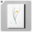 アートパネル-Daffodil illustration - ピエール ジョゼフ ルドゥーテ Canvas.