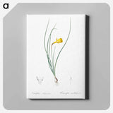 アートパネル-Daffodil illustration - ピエール ジョゼフ ルドゥーテ Canvas.