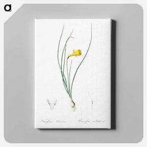 アートパネル-Daffodil illustration - ピエール ジョゼフ ルドゥーテ Canvas.