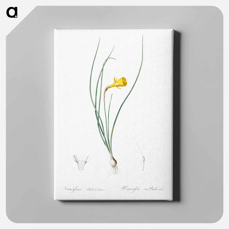 アートパネル-Daffodil illustration - ピエール ジョゼフ ルドゥーテ Canvas.