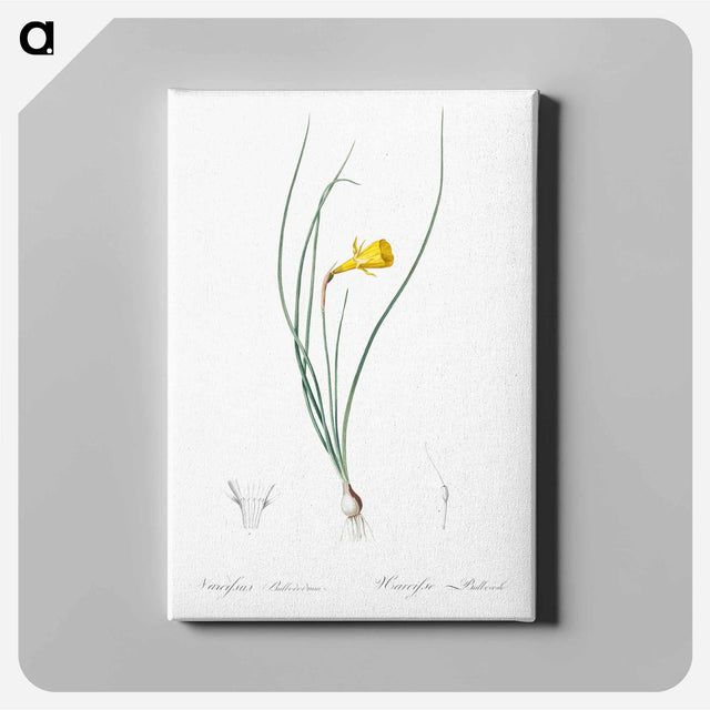アートパネル-Daffodil illustration - ピエール ジョゼフ ルドゥーテ Canvas.