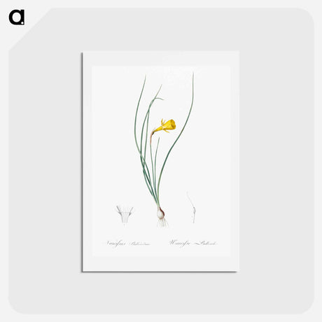 アートポストカード-Daffodil illustration - ピエール ジョゼフ ルドゥーテ Postcard.