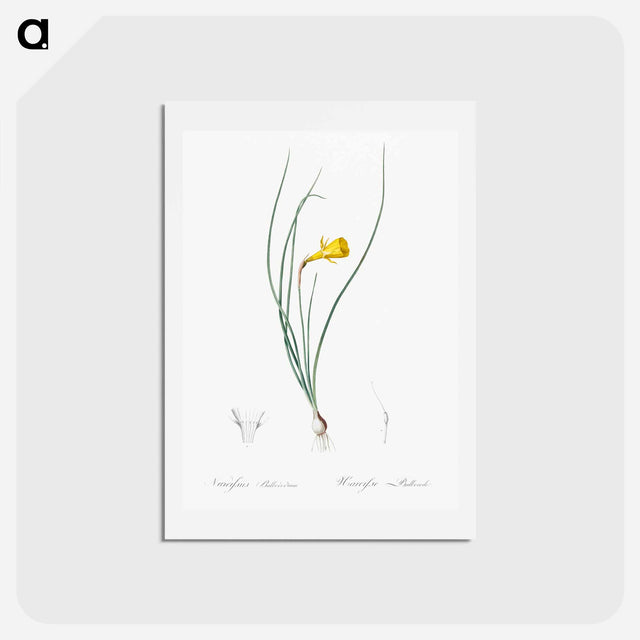 アートポストカード-Daffodil illustration - ピエール ジョゼフ ルドゥーテ Postcard.
