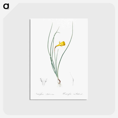 アートポストカード-Daffodil illustration - ピエール ジョゼフ ルドゥーテ Postcard.