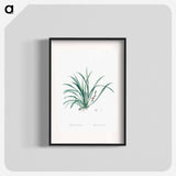 Sansevieria carnea illustration from Les liliacées - Pierre-Joseph Redouté Poster.