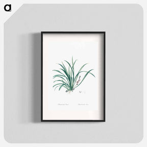 アートポスター-Sansevieria carnea illustration from Les liliacées - ピエール ジョゼフ ルドゥーテ Poster.