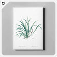 アートパネル-Sansevieria carnea illustration from Les liliacées - ピエール ジョゼフ ルドゥーテ Canvas.