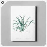 アートパネル-Sansevieria carnea illustration from Les liliacées - ピエール ジョゼフ ルドゥーテ Canvas.