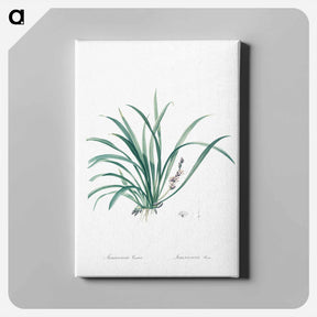 アートパネル-Sansevieria carnea illustration from Les liliacées - ピエール ジョゼフ ルドゥーテ Canvas.