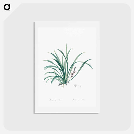アートポストカード-Sansevieria carnea illustration from Les liliacées - ピエール ジョゼフ ルドゥーテ Postcard.
