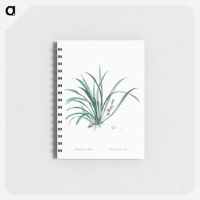 アートメモ帳-Sansevieria carnea illustration from Les liliacées - ピエール ジョゼフ ルドゥーテ Memo.