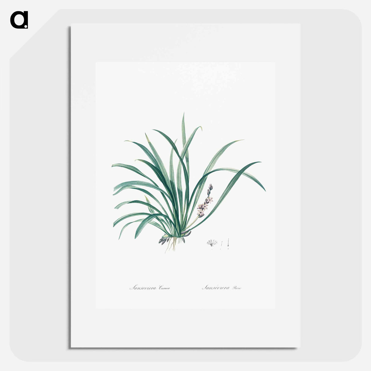 Sansevieria carnea illustration from Les liliacées - Pierre-Joseph Redouté Poster.