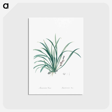 アートポストカード-Sansevieria carnea illustration from Les liliacées - ピエール ジョゼフ ルドゥーテ Postcard.