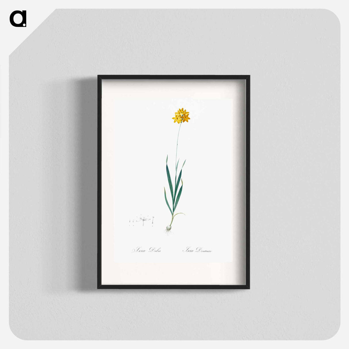 Orange Ixia - Pierre Joseph Redouté Poster.