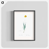 Orange Ixia - Pierre Joseph Redouté Poster.