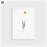 アートポストカード-Orange Ixia - ピエール ジョゼフ ルドゥーテ Postcard.