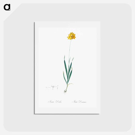 アートポストカード-Orange Ixia - ピエール ジョゼフ ルドゥーテ Postcard.