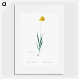 Orange Ixia - Pierre Joseph Redouté Poster.