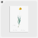アートポストカード-Orange Ixia - ピエール ジョゼフ ルドゥーテ Postcard.