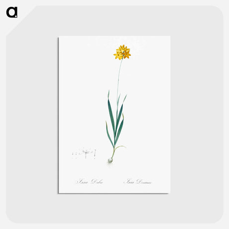 アートポストカード-Orange Ixia - ピエール ジョゼフ ルドゥーテ Postcard.