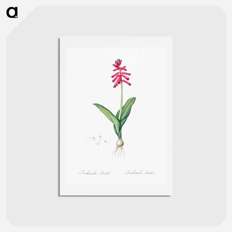 アートポストカード-Lachenalia pendula illustration - ピエール ジョゼフ ルドゥーテ Postcard.
