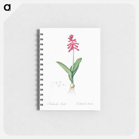 アートメモ帳-Lachenalia pendula illustration - ピエール ジョゼフ ルドゥーテ Memo.