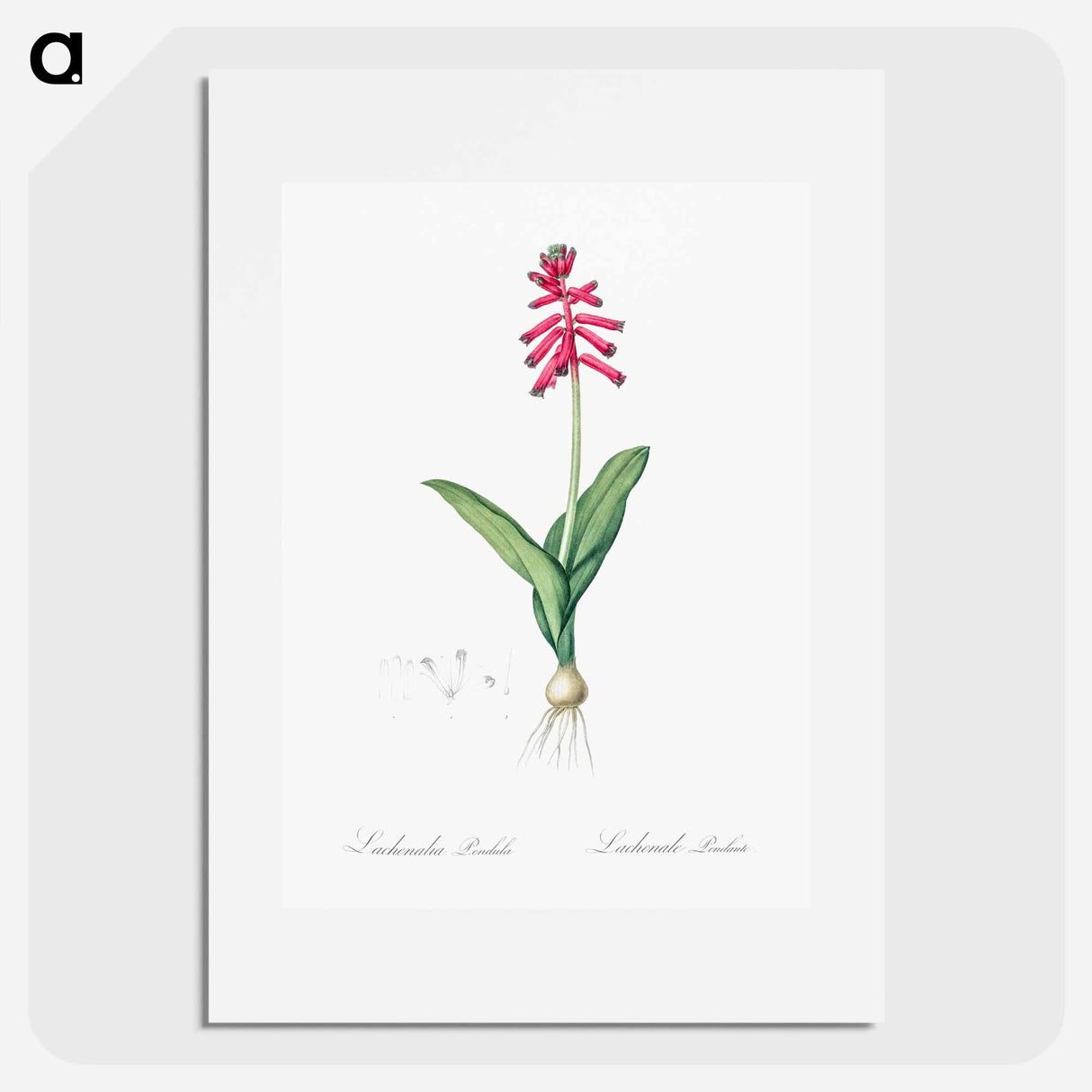 Lachenalia pendula illustration - ピエール ジョゼフ ルドゥーテ Poster.