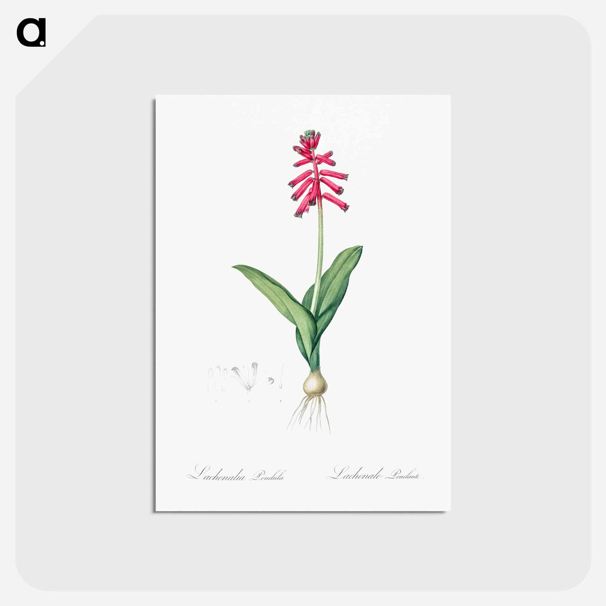 アートポストカード-Lachenalia pendula illustration - ピエール ジョゼフ ルドゥーテ Postcard.