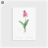 アートポストカード-Lachenalia pendula illustration - ピエール ジョゼフ ルドゥーテ Postcard.