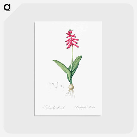 アートポストカード-Lachenalia pendula illustration - ピエール ジョゼフ ルドゥーテ Postcard.