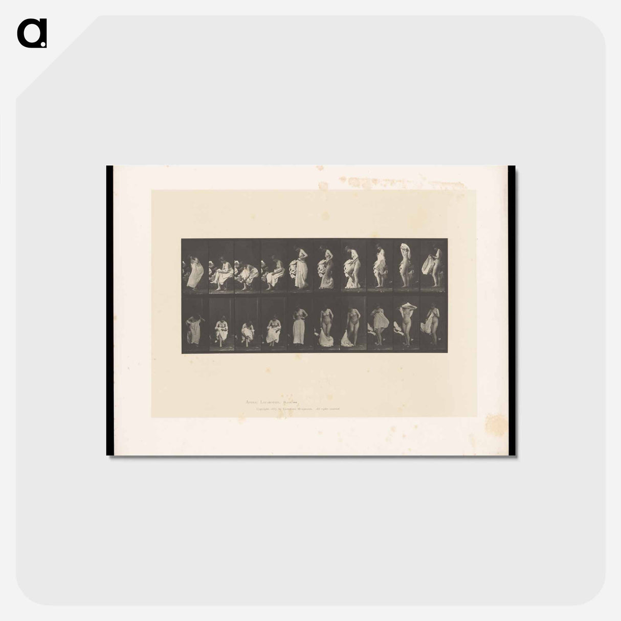 アートポストカード-Undressing
 - エドワード マイブリッジ Postcard.