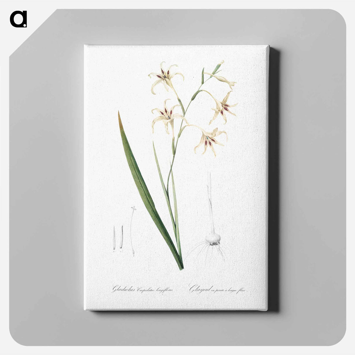 アートパネル-Gladiolus cuspidatus illustration - ピエール ジョゼフ ルドゥーテ Canvas.