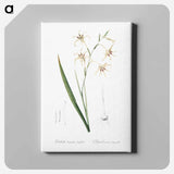 アートパネル-Gladiolus cuspidatus illustration - ピエール ジョゼフ ルドゥーテ Canvas.